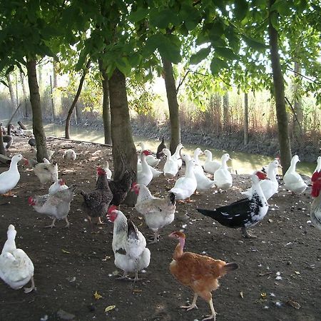 Agriturismo Antica Corte Cason Ronco all'Adige Ngoại thất bức ảnh