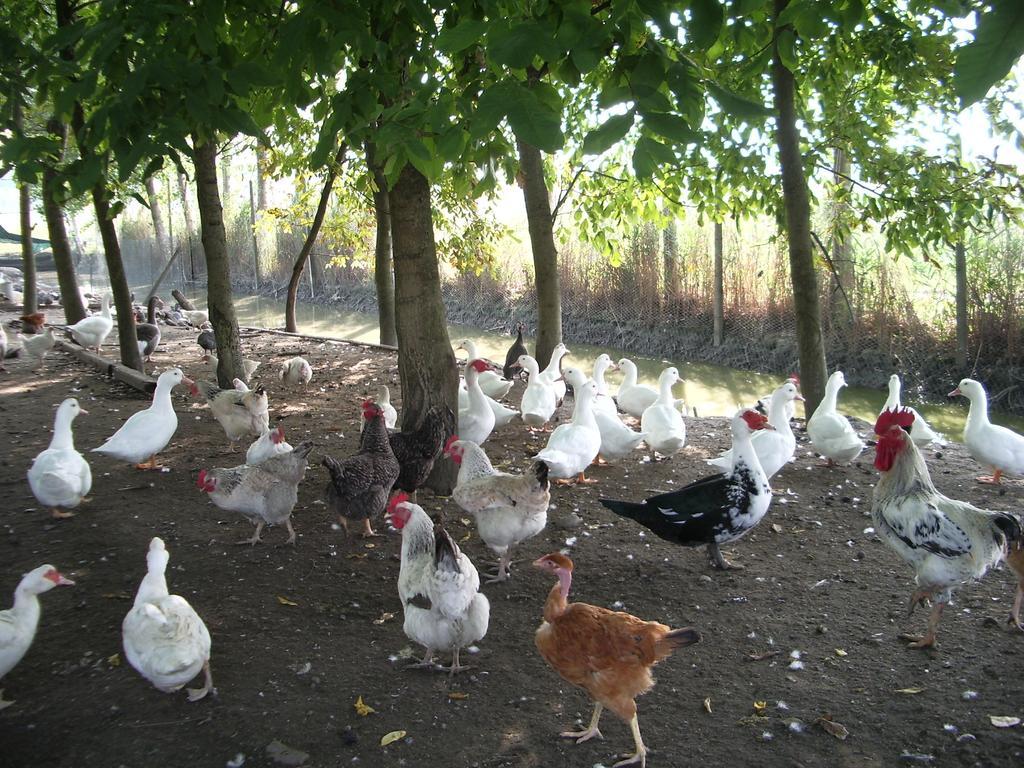 Agriturismo Antica Corte Cason Ronco all'Adige Ngoại thất bức ảnh